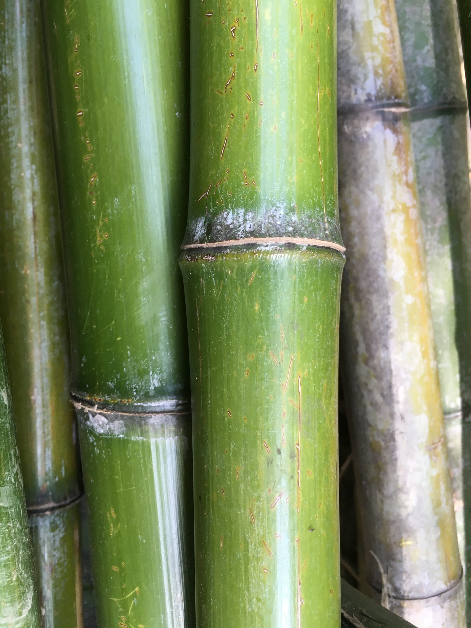 開拓コラム 竹の種類 Labolier