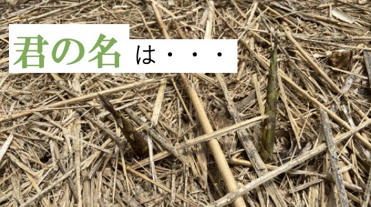 開拓コラム｜竹の種類